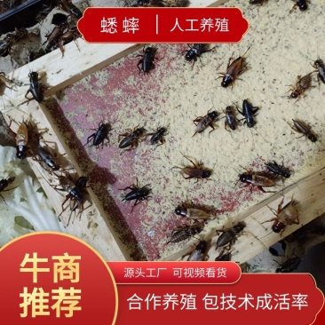 蟋蟀合作养殖包回收先养殖后付款饲料技术运输免费提供