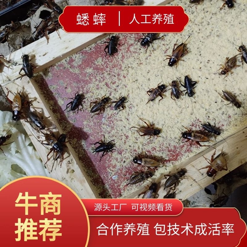 蟋蟀合作养殖包回收先养殖后付款饲料技术运输免费提供