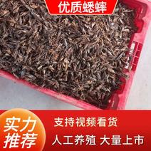 【蟋蟀】蟋蟀养殖合作回收包回收技术成活率欢迎来电