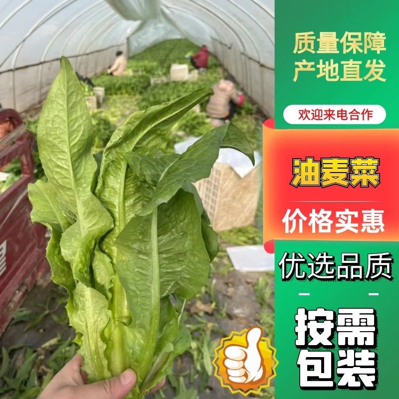 【精品油麦菜️️】一手货源精品质量全国市场都可发可加工