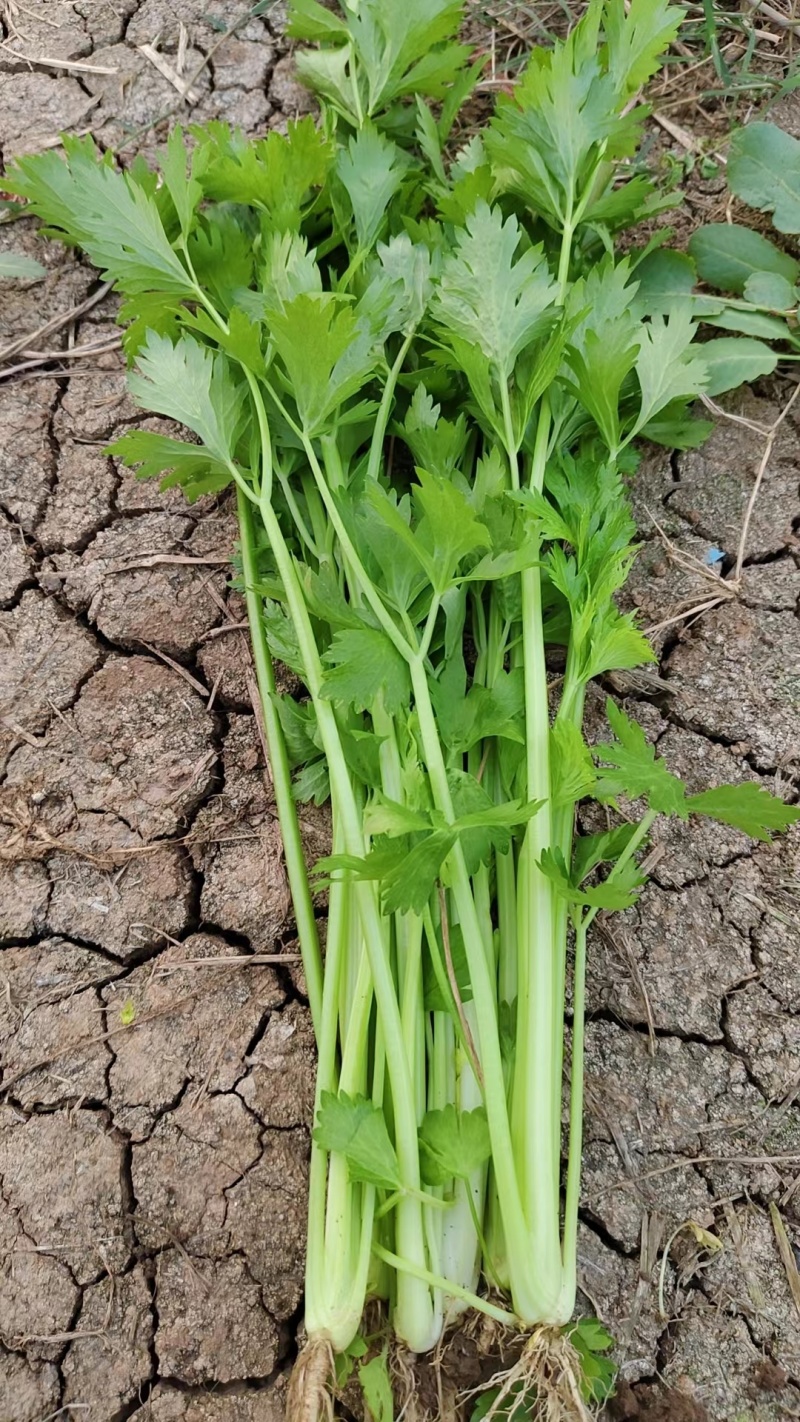 【精选】安徽优质芹菜，产地一手货源，大量供应，保质保量