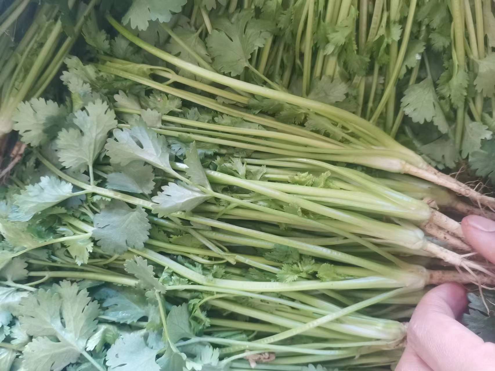 大叶香菜拌凉菜成品图