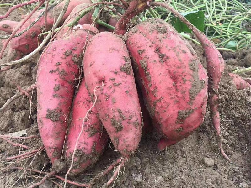 新鲜头茬精品沙地烟薯红薯现发农户自种甜糯