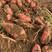 新鲜头茬精品沙地烟薯红薯现发农户自种甜糯
