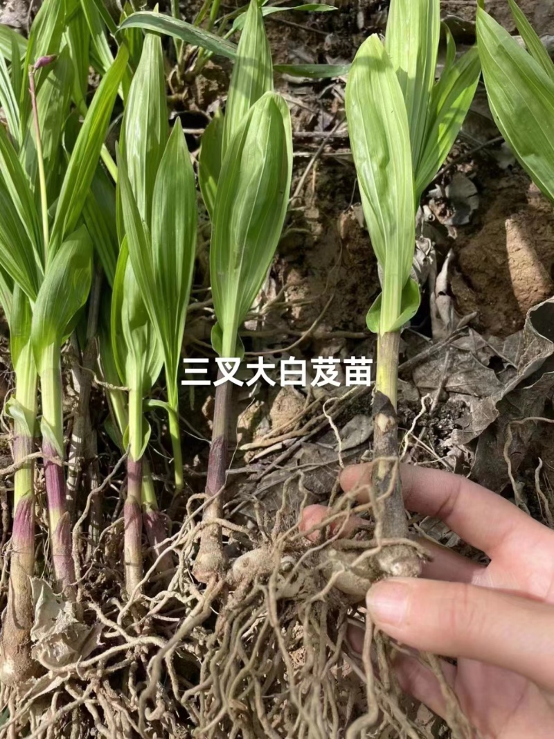 正品紫花三叉白芨种苗药材种苗质量保证，品种纯正，假一赔十