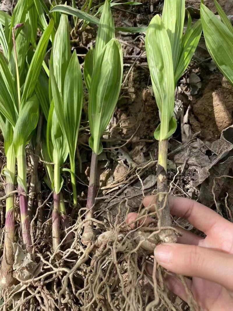 正品紫花三叉白芨种苗药材种苗质量保证，品种纯正，假一赔十