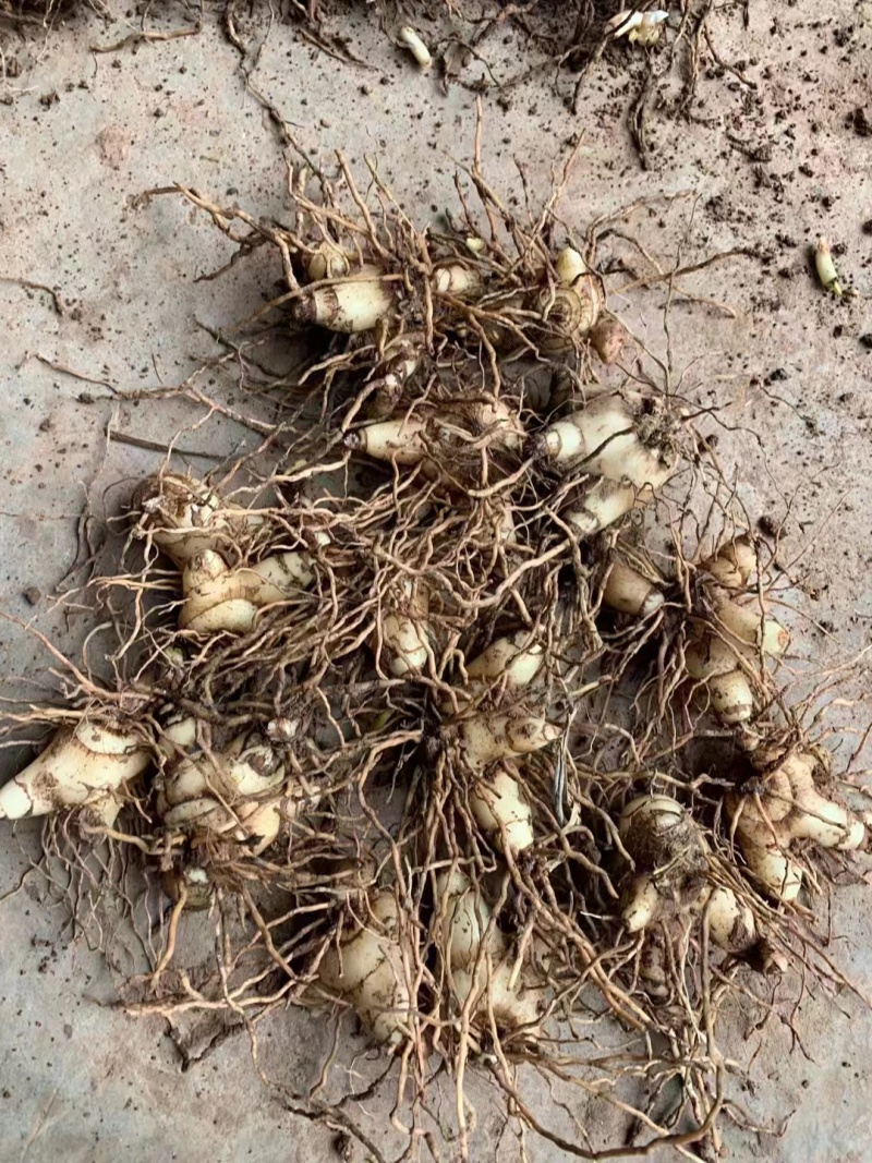 白芨鲜货大量供应现货现挖品质保障欢迎洽谈