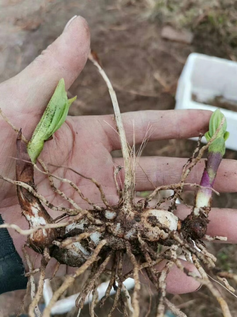 白芨鲜货大量供应现货现挖品质保障欢迎洽谈