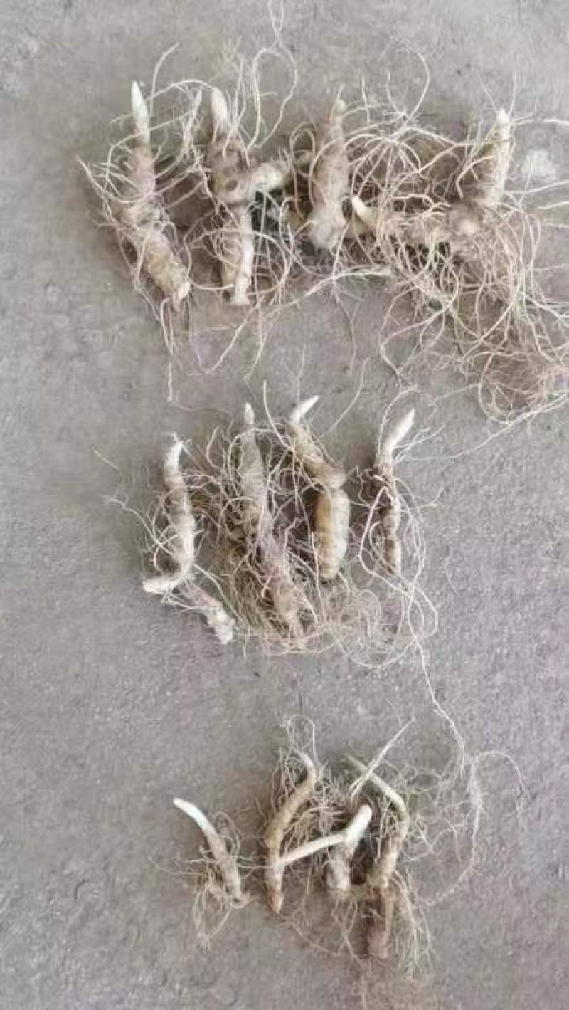 正品黄精块茎苗，黄精种苗量大从优商超品质欢迎洽谈