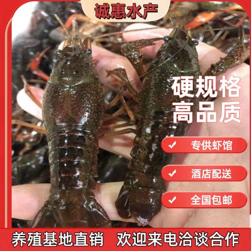 【优选小龙虾】湖北基地直供质量保证鲜活发货量大优惠
