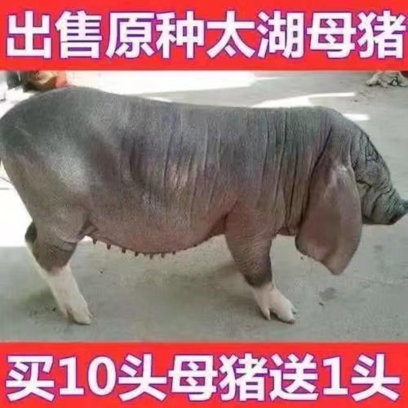（种猪）苏太原种土黑猪公猪巴克夏国寿黑旅大黑母猪北京黑公猪
