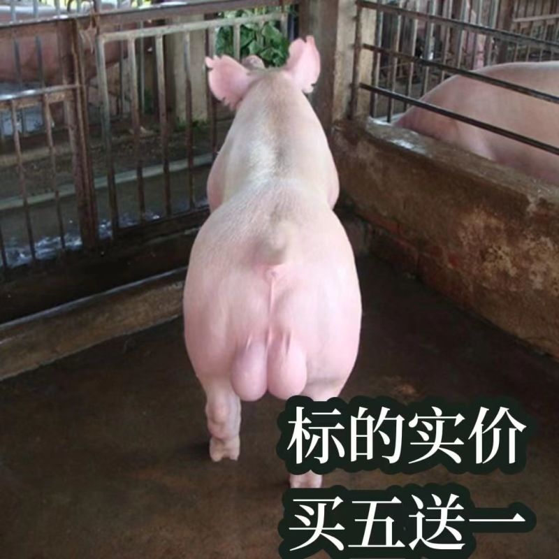比利时长白一元母猪公猪英系大白母猪约克公猪母猪仔猪对接全国