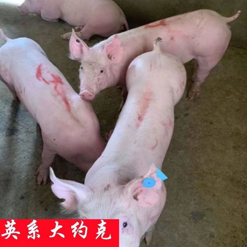 比利时长白一元母猪公猪英系大白母猪约克公猪母猪仔猪对接全国