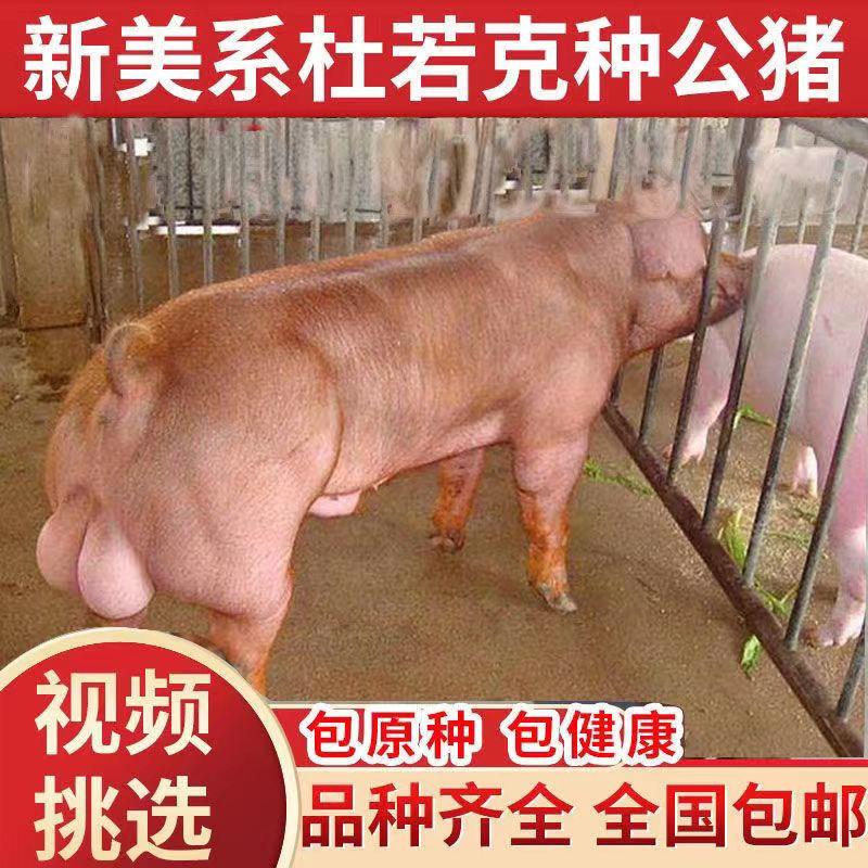 养殖场直销新美系原种杜洛克公猪母猪台系杜洛克黑金刚公猪