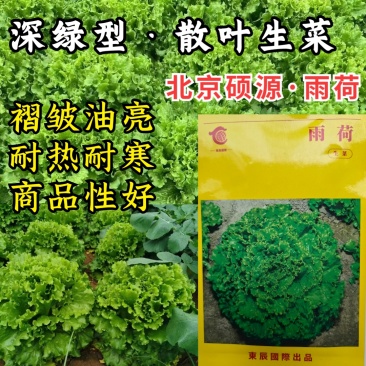 散叶生菜种子，褶皱油亮，耐热耐寒，半直立，早熟，基地专用