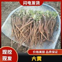 【两年以上】大黄种苗药用大黄来电优惠产地直发