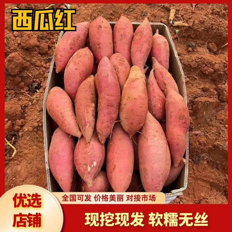 广东红薯精品西瓜红大量有货，品质保障，诚信经营来电优惠
