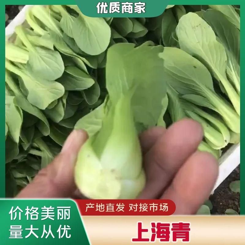 河南南阳油菜小油菜上海青产地直销欢迎咨询