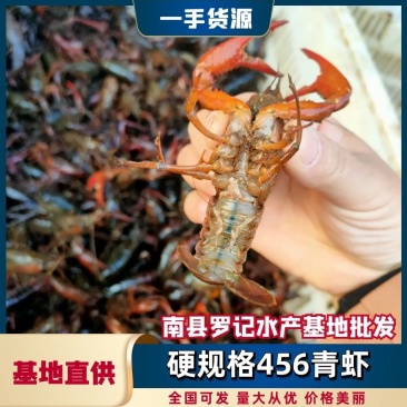 【牛商优选】小龙虾456青虾，品质商家地板干净存活率高