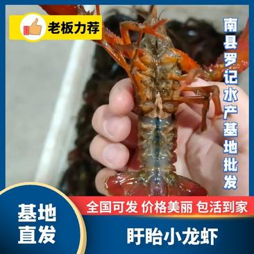 龙虾456青红虾已经上市肉质鲜美，活力好