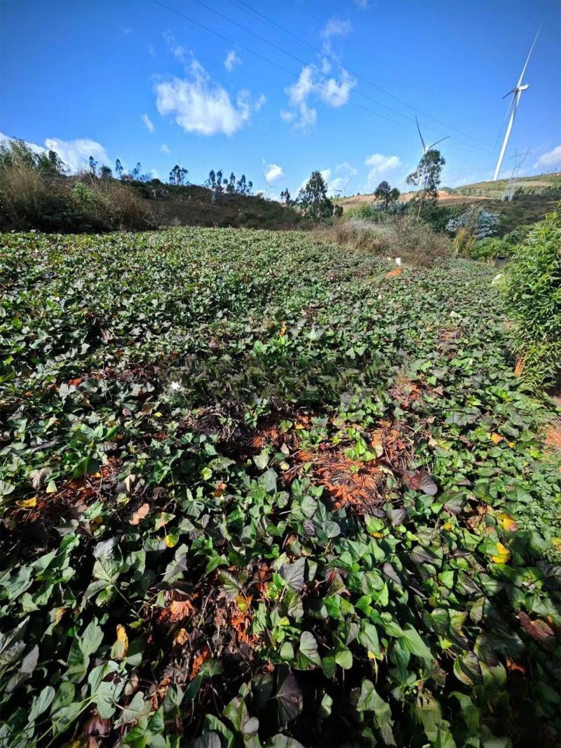 云南高原西瓜红红薯千亩基地直供货源稳定新鲜现挖大量从优