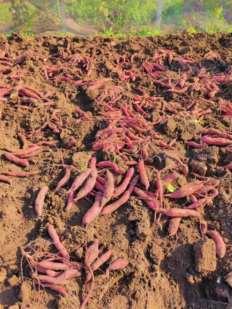 烟薯25烤块红心烤薯糖份高流糖无丝软糯甜基地直销新鲜现挖