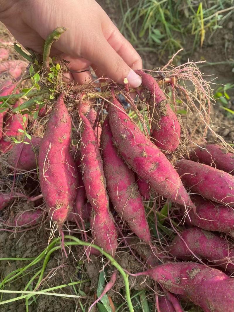 烟薯25烤块红心烤薯糖份高流糖无丝软糯甜产地直销