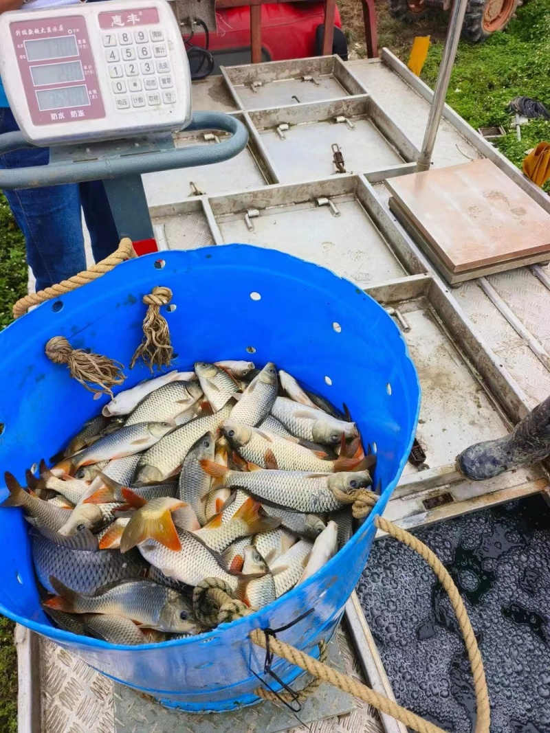 广西鲤鱼苗品质保证产地直发可视频看货欢迎咨询