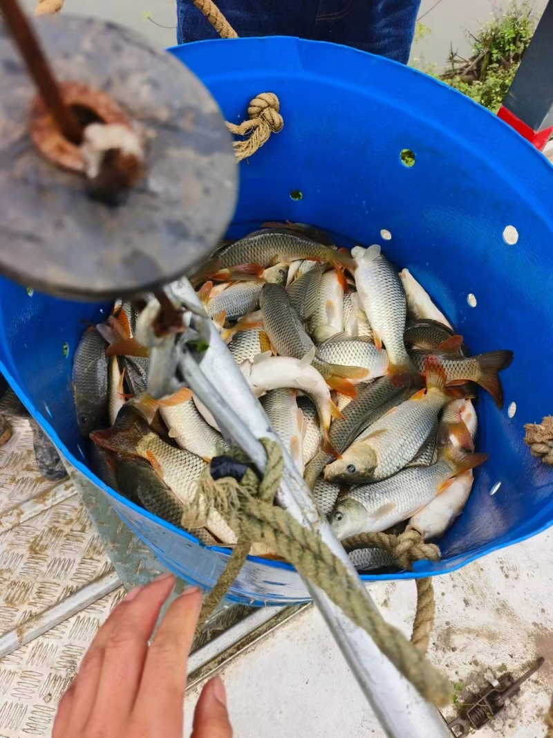 广西鲤鱼苗品质保证产地直发可视频看货欢迎咨询