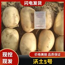 沃土5号土豆土豆大量供应一手货源全国发货量大从优