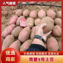 土豆批发陕西定边青薯9号土豆～新鲜蔬菜土豆货源好价格好