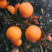 湖北秭归纽荷尔脐橙，长虹，血橙，脐橙品类丰富可发货可定园