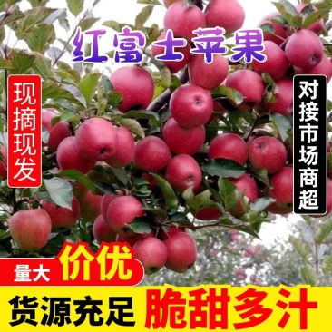 【礼盒装】精品红富士苹果冰糖心苹果自家种植全国发货