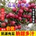 【礼盒装】精品红富士苹果冰糖心苹果自家种植全国发货