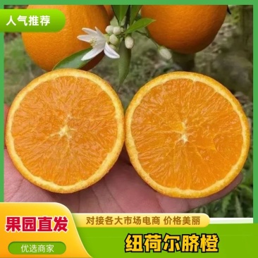 【荐】湖北秭归伦晚脐橙，果肉脆嫩纯甜多汁，果园直发