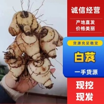 白芨鲜货大量供应现货现挖品质欢迎洽谈