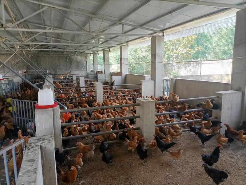 湖北厂家供应鲜鸡肉干净保质量一手货源价格优惠对接全国客商