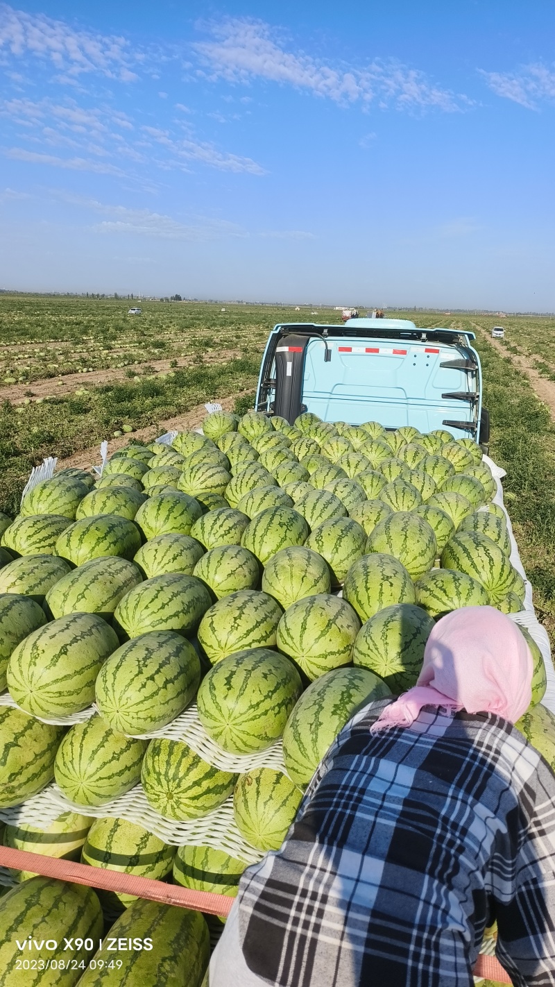 金城5号精品西瓜大量有货皮薄瓜瓤红耐运输欢迎来电咨询