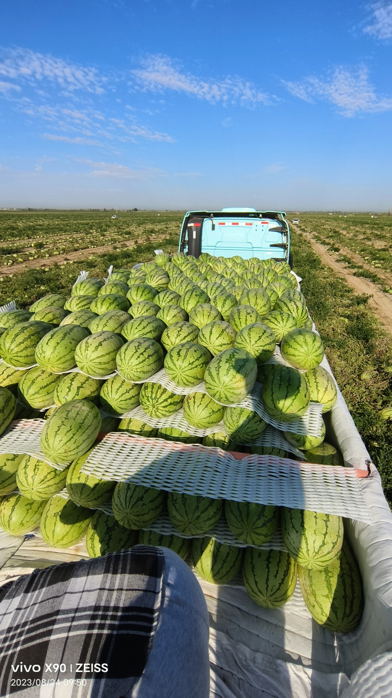 金城5号精品西瓜大量有货皮薄瓜瓤红耐运输欢迎来电咨询