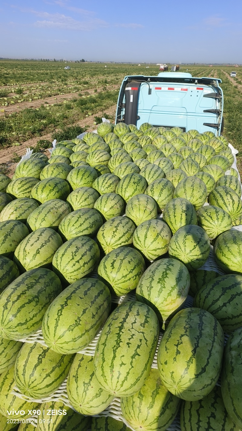 金城5号精品西瓜大量有货皮薄瓜瓤红耐运输欢迎来电咨询