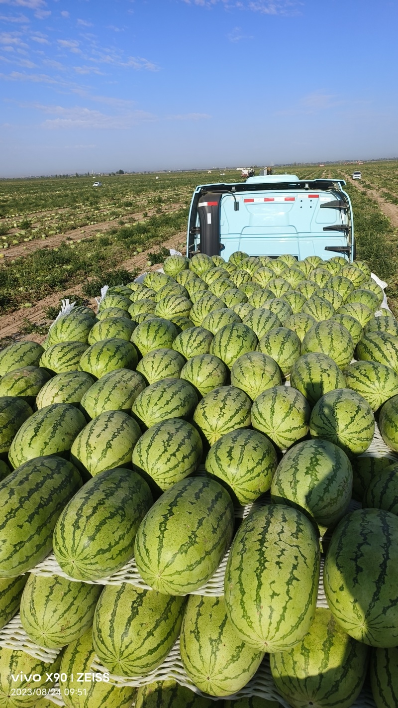 金城5号精品西瓜大量有货皮薄瓜瓤红耐运输欢迎来电咨询