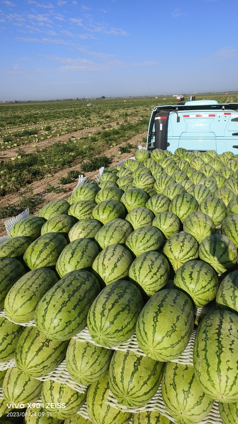 金城5号精品西瓜大量有货皮薄瓜瓤红耐运输欢迎来电咨询