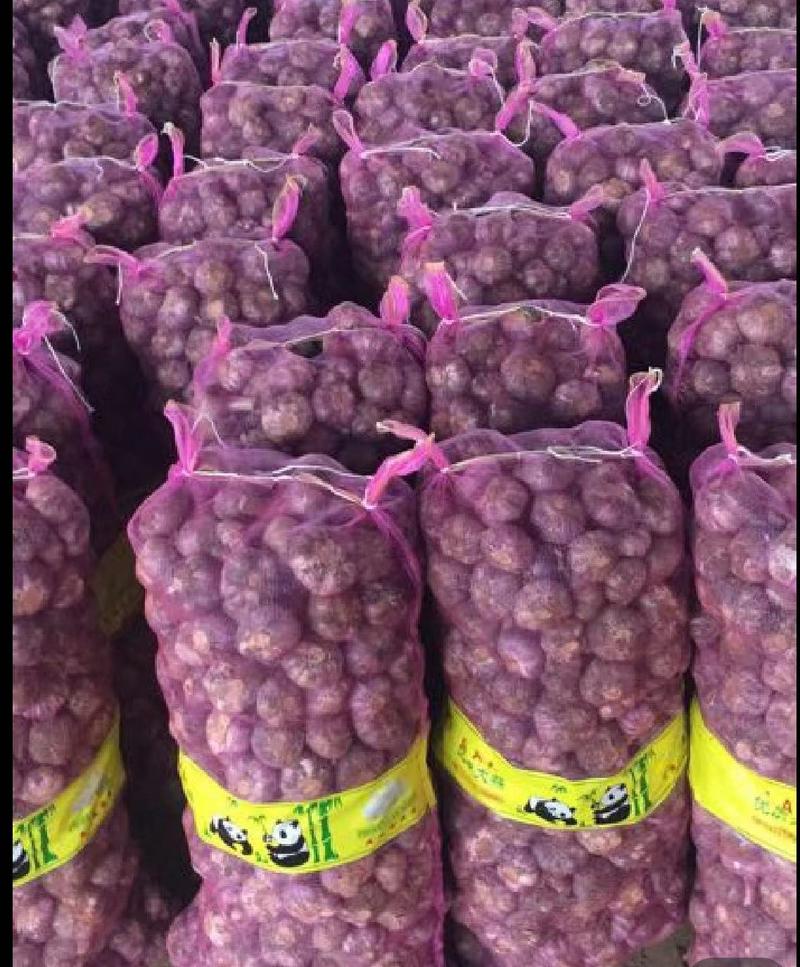 【精品大蒜】紫皮蒜把子蒜大量上市产地直发欢迎全国客户订购
