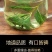 薄荷叶泡水新鲜薄荷茶干薄荷叶茶食用清凉罐