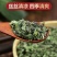 薄荷叶泡水新鲜薄荷茶薄荷叶干薄荷茶叶泡茶清新口气