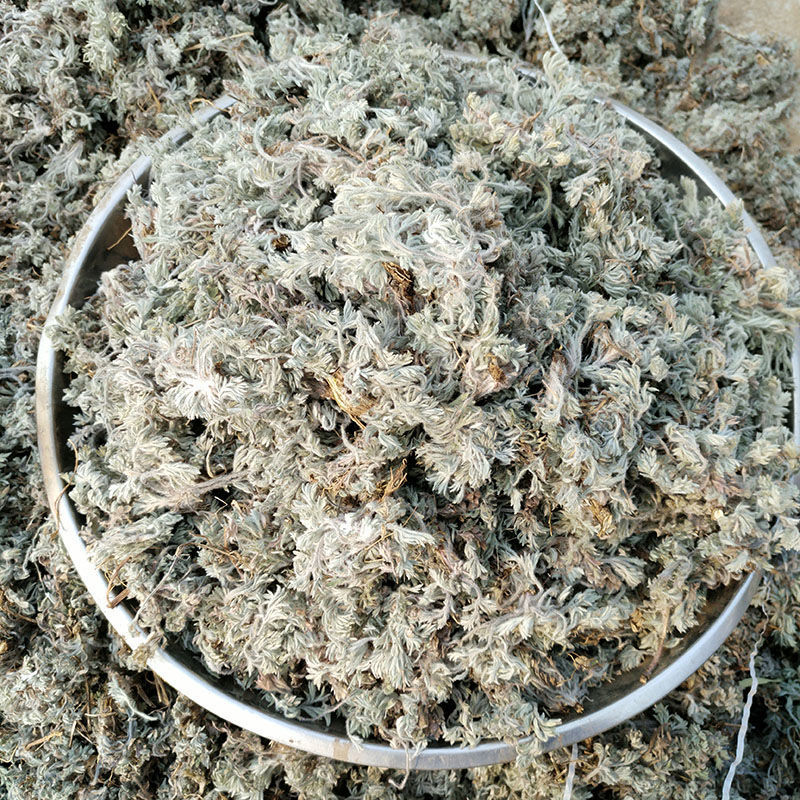 (三月茵陈)沂蒙山野生绵茵陈白蒿茵陈草茵陈茶