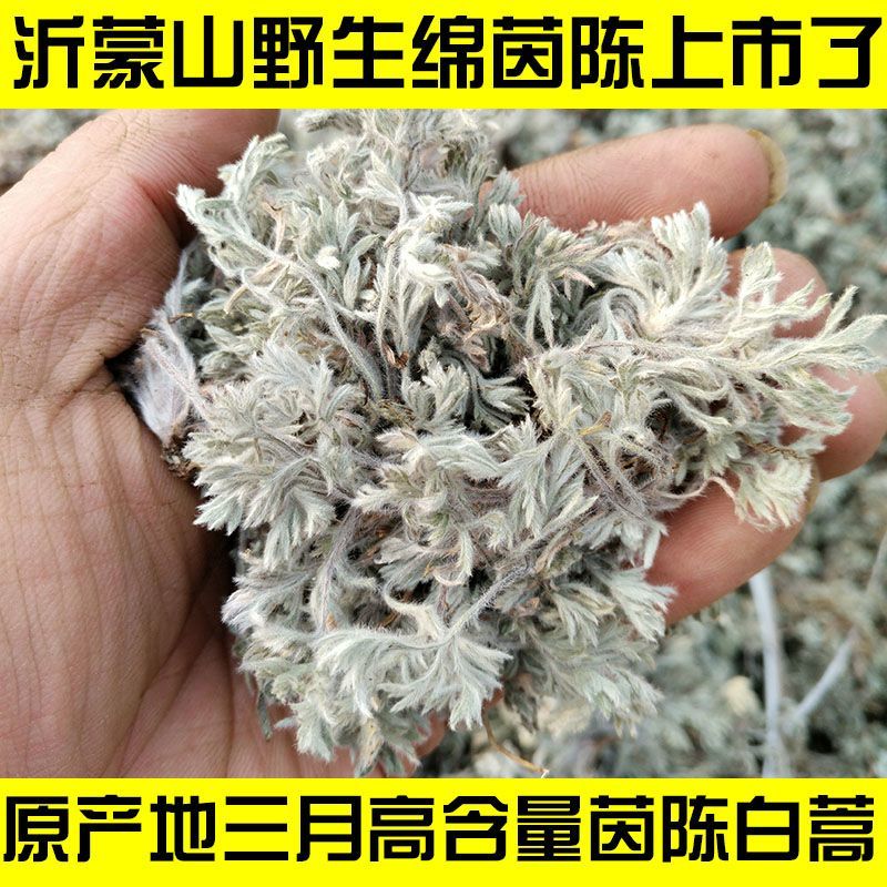 (三月茵陈)沂蒙山野生绵茵陈白蒿茵陈草茵陈茶