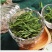 淡竹叶石竹叶新鲜竹叶茶石竹茶青嫩芽泡水喝的新货罐装泡