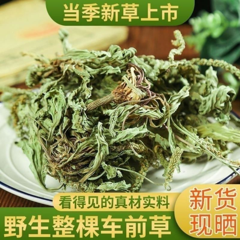 中药材野生整颗车前草干新鲜晒干车前草泡茶泡水车前