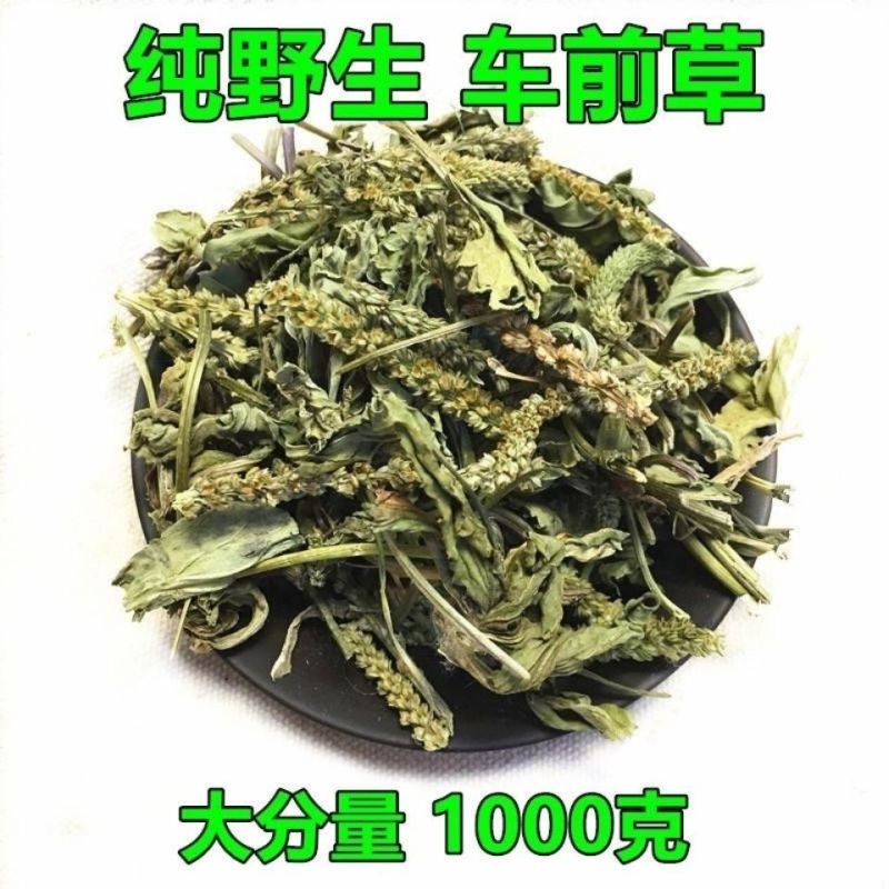 中药材野生整颗车前草干新鲜晒干车前草泡茶泡水车前